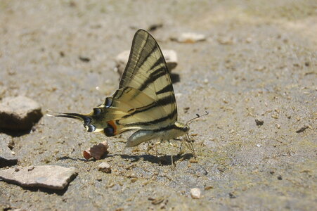 Papilionidae-Papilioniinae-Iphiclides podalirius-Gagnières, 000291