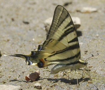 Papilionidae-Papilioniinae-Iphiclides podalirius-Gagnières, Copie de 000006