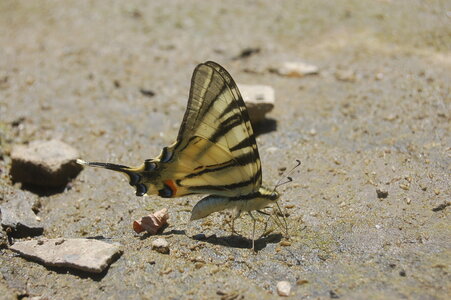 Papilionidae-Papilioniinae-Iphiclides podalirius-Gagnières, 000288