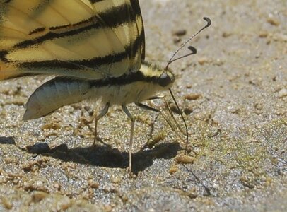 Papilionidae-Papilioniinae-Iphiclides podalirius-Gagnières, Copie de 000288