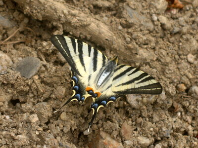 Papilionidae-Papilioniinae-Iphiclides podalirius-Gagnières, Copie de IMG_5668
