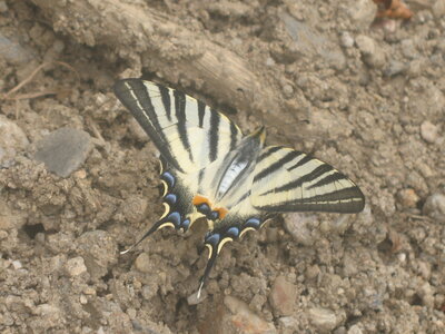 Papilionidae-Papilioniinae-Iphiclides podalirius-Gagnières, IMG_5668