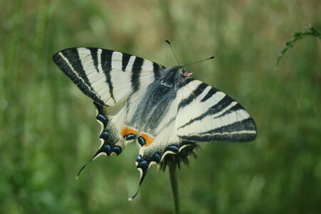 Papilionidae-Papilioniinae-Iphiclides podalirius-Gagnières, DSC_0479