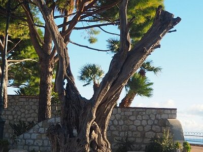 BEAULIEU LA PETITE AFRIQUE, 0005