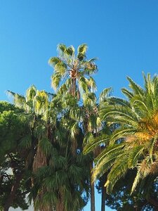 BEAULIEU LA PETITE AFRIQUE, 0029