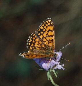 Nymphalidae-Nymphalinae-Melitaeini-Melitaea athalia-Gagnières, 000385