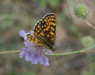Nymphalidae-Nymphalinae-Melitaeini-Melitaea athalia-Gagnières, 000676a