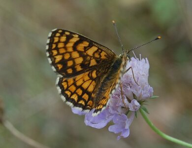Nymphalidae-Nymphalinae-Melitaeini-Melitaea athalia-Gagnières, 000678a