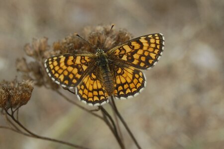 Nymphalidae-Nymphalinae-Melitaeini-Melitaea athalia-Gagnières, 000683a