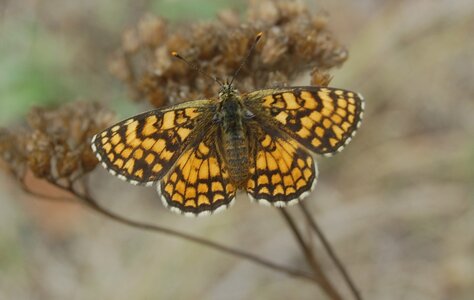 Nymphalidae-Nymphalinae-Melitaeini-Melitaea athalia-Gagnières, 000686a