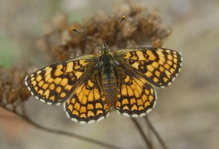 Nymphalidae-Nymphalinae-Melitaeini-Melitaea athalia-Gagnières, 000688a