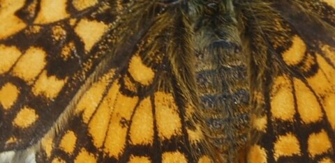 Nymphalidae-Nymphalinae-Melitaeini-Melitaea athalia-Gagnières, 000688aa