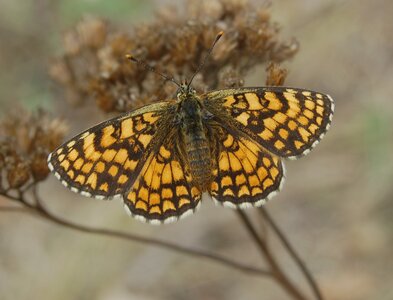 Nymphalidae-Nymphalinae-Melitaeini-Melitaea athalia-Gagnières, 000693a