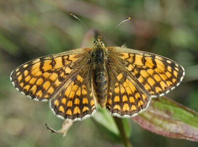 Nymphalidae-Nymphalinae-Melitaeini-Melitaea athalia-Gagnières, 001377a