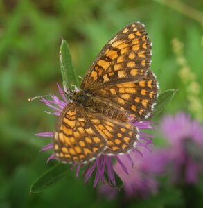 Nymphalidae-Nymphalinae-Melitaeini-Melitaea athalia-Gagnières, DSC_0108a