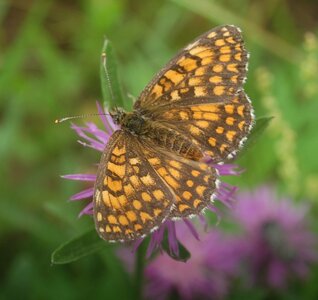 Nymphalidae-Nymphalinae-Melitaeini-Melitaea athalia-Gagnières, DSC_0111a