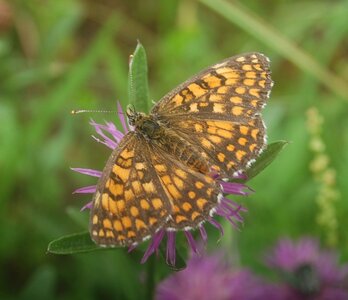 Nymphalidae-Nymphalinae-Melitaeini-Melitaea athalia-Gagnières, DSC_0120a