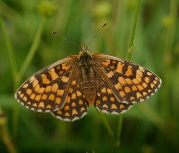 Nymphalidae-Nymphalinae-Melitaeini-Melitaea athalia-Gagnières, DSC_0138A