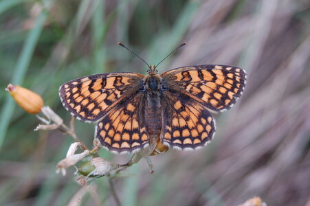 Nymphalidae-Nymphalinae-Melitaeini-Melitaea athalia-Gagnières, DSC_0149