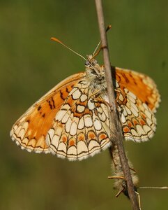 Nymphalidae-Nymphalinae-Melitaeini-Melitaea athalia-Gagnières, DSC_0153A - Copie