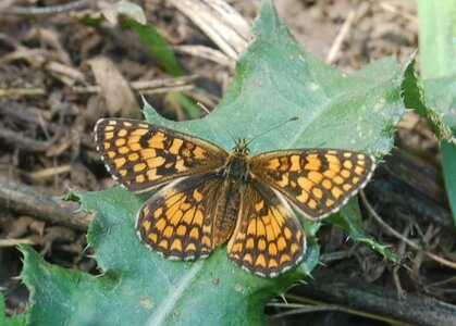 Nymphalidae-Nymphalinae-Melitaeini-Melitaea athalia-Gagnières, DSC_0157