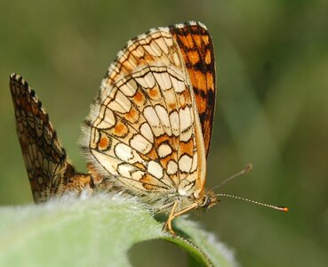 Nymphalidae-Nymphalinae-Melitaeini-Melitaea athalia-Gagnières, DSC_0161A - Copie