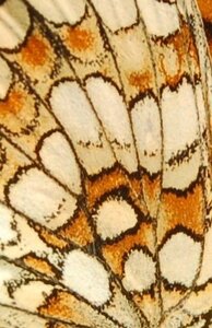 Nymphalidae-Nymphalinae-Melitaeini-Melitaea athalia-Gagnières, DSC_0161AA - Copie