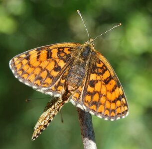 Nymphalidae-Nymphalinae-Melitaeini-Melitaea athalia-Gagnières, DSC_0174A - Copie