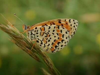 Nymphalidae-Nymphalinae-Melitaeini-Melitaea athalia-Gagnières, DSC_0187A