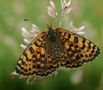Nymphalidae-Nymphalinae-Melitaeini-Melitaea athalia-Gagnières, DSC_0198A