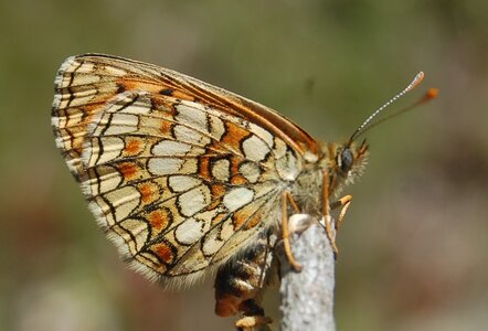 Nymphalidae-Nymphalinae-Melitaeini-Melitaea athalia-Gagnières, DSC_0199A - Copie