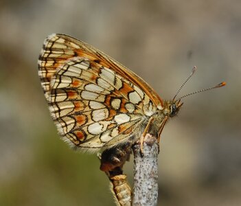 Nymphalidae-Nymphalinae-Melitaeini-Melitaea athalia-Gagnières, DSC_0202A