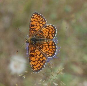 Nymphalidae-Nymphalinae-Melitaeini-Melitaea athalia-Gagnières, DSC_0210A