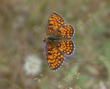 Nymphalidae-Nymphalinae-Melitaeini-Melitaea athalia-Gagnières, DSC_0211A
