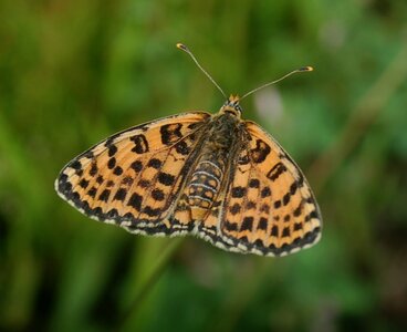 Nymphalidae-Nymphalinae-Melitaeini-Melitaea athalia-Gagnières, DSC_0222A