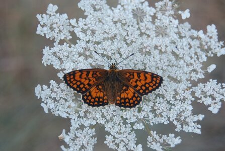 Nymphalidae-Nymphalinae-Melitaeini-Melitaea athalia-Gagnières, DSC_0242