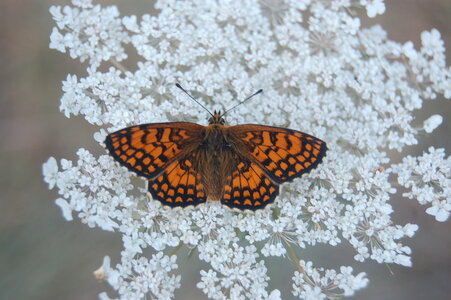 Nymphalidae-Nymphalinae-Melitaeini-Melitaea athalia-Gagnières, DSC_0246