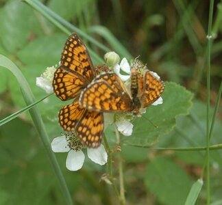 Nymphalidae-Nymphalinae-Melitaeini-Melitaea athalia-Gagnières, DSC_0502A
