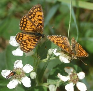 Nymphalidae-Nymphalinae-Melitaeini-Melitaea athalia-Gagnières, DSC_0506A