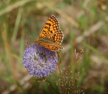 Nymphalidae-Nymphalinae-Melitaeini-Melitaea athalia-Gagnières, DSC_0799A