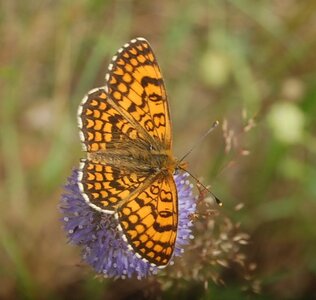 Nymphalidae-Nymphalinae-Melitaeini-Melitaea athalia-Gagnières, DSC_0809A