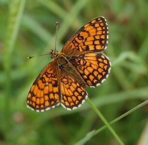 Nymphalidae-Nymphalinae-Melitaeini-Melitaea athalia-Gagnières, DSC_0810A