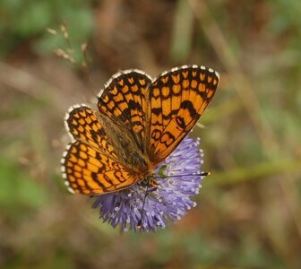 Nymphalidae-Nymphalinae-Melitaeini-Melitaea athalia-Gagnières, DSC_0811A
