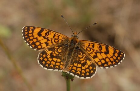 Nymphalidae-Nymphalinae-Melitaeini-Melitaea athalia-Gagnières, DSC_0817A