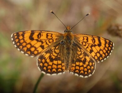 Nymphalidae-Nymphalinae-Melitaeini-Melitaea athalia-Gagnières, DSC_0823A