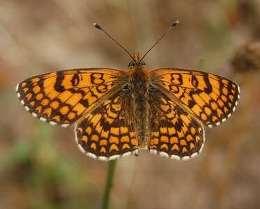 Nymphalidae-Nymphalinae-Melitaeini-Melitaea athalia-Gagnières, DSC_0825A