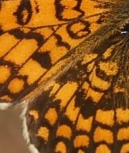 Nymphalidae-Nymphalinae-Melitaeini-Melitaea athalia-Gagnières, DSC_0825AA