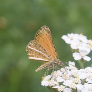 Geometridae-Isturgia limbaria-Colmars, DSC_0523