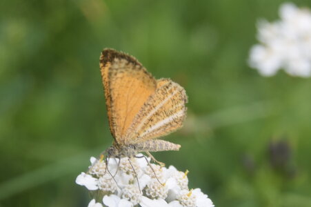 Geometridae-Isturgia limbaria-Colmars, DSC_0525