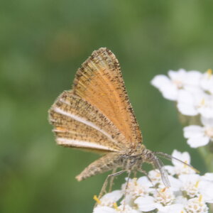 Geometridae-Isturgia limbaria-Colmars, DSC_0750